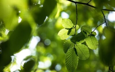Las Flores de Bach – Grupo 7: Para los que se preocupan en exceso por el bienestar de los demás